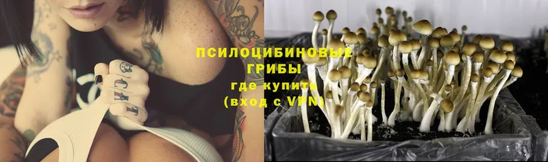 blacksprut ссылки  даркнет сайт  Белая Калитва  Галлюциногенные грибы Psilocybine cubensis 